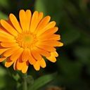 A Sunlit Radiance of Calendula officinalis  screen for extension Chrome web store in OffiDocs Chromium