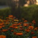 A Swath of Fiery Calendula  screen for extension Chrome web store in OffiDocs Chromium
