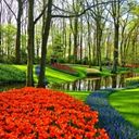 A Symphony of Spring Tulips by Water  screen for extension Chrome web store in OffiDocs Chromium