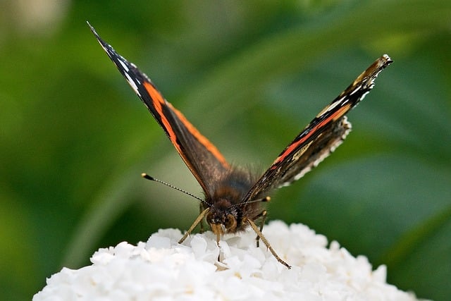 Free download atalanta admiral butterfly free picture to be edited with GIMP free online image editor