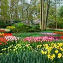 A Tapestry of Spring Blooms  screen for extension Chrome web store in OffiDocs Chromium