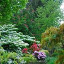 A Tapestry of Springtime Blooms  screen for extension Chrome web store in OffiDocs Chromium