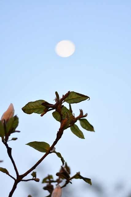 Free download at dusk plant moon sky free picture to be edited with GIMP free online image editor