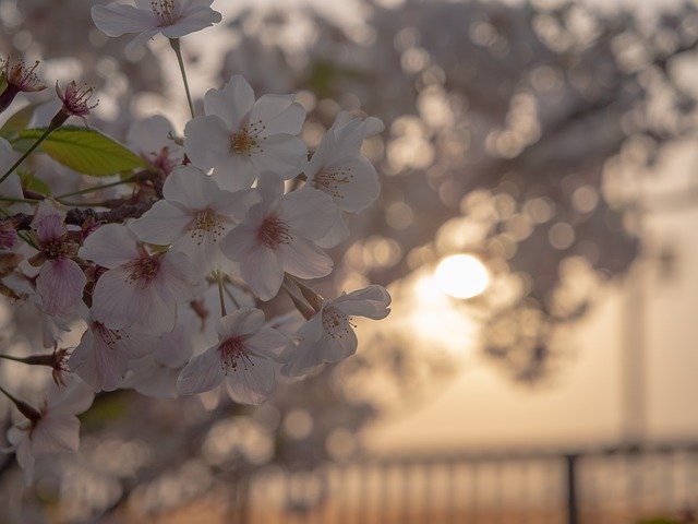 Free download At Dusk Sunset Cherry Blossoms -  free photo or picture to be edited with GIMP online image editor