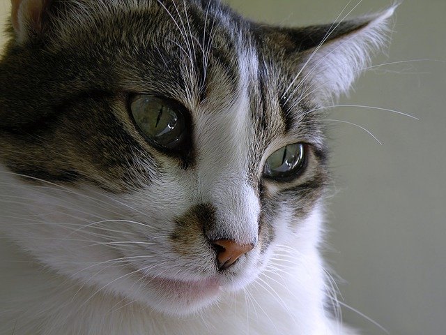 Free download A Tender Portrait Cat Weasel -  free photo or picture to be edited with GIMP online image editor