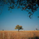 A Tree in a Serene Landscape  screen for extension Chrome web store in OffiDocs Chromium