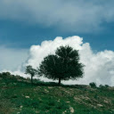 A Tree in a Verdant Landscape  screen for extension Chrome web store in OffiDocs Chromium