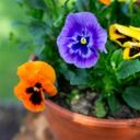 A Trio of Colorful Viola Blooms  screen for extension Chrome web store in OffiDocs Chromium