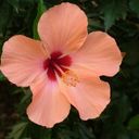 A Tropical Blush of Hibiscus rosa sinensis  screen for extension Chrome web store in OffiDocs Chromium
