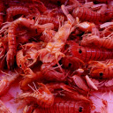 Attractive red mantis shrimp  screen for extension Chrome web store in OffiDocs Chromium