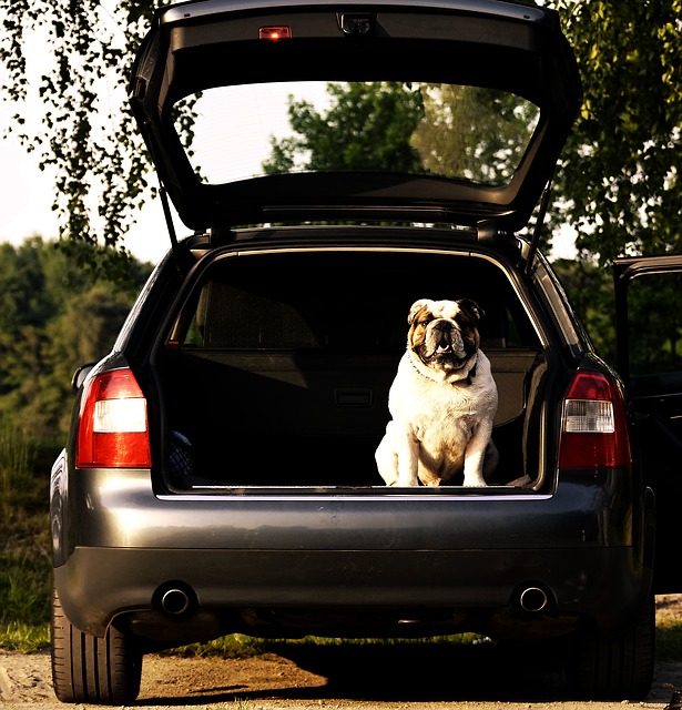 Free download audi a 4 sport bulldog trunk free picture to be edited with GIMP free online image editor