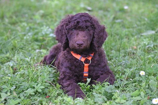 Free download aurelio royal poodle poodle nature free picture to be edited with GIMP free online image editor