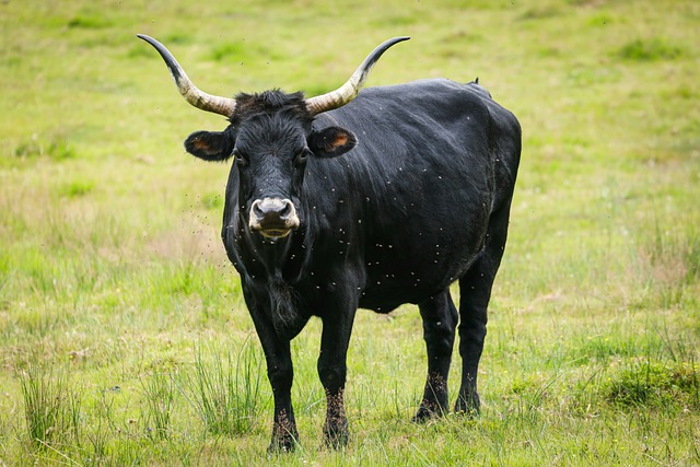 Free download aurochs ox aurochsen urus ure free picture to be edited with GIMP free online image editor