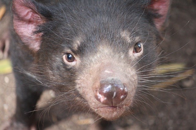Free download Australia Animal Nature -  free photo or picture to be edited with GIMP online image editor