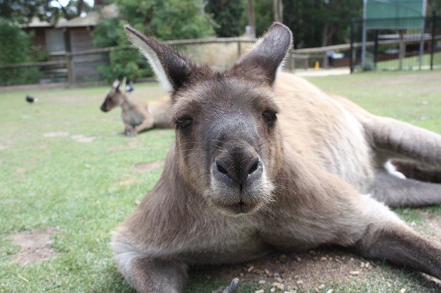 Free download Australia Animal World -  free photo or picture to be edited with GIMP online image editor