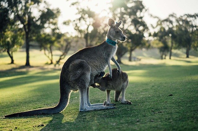 Bezpłatne pobieranie australijskiego kangura outback oz darmowe zdjęcie do edycji za pomocą bezpłatnego internetowego edytora obrazów GIMP