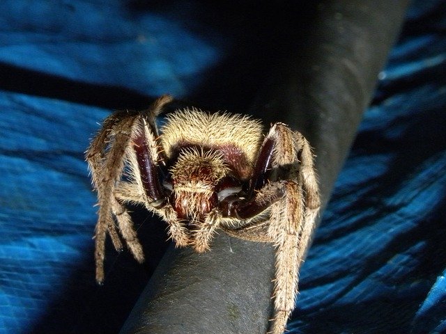 Free download Australian Garden Orb Weaver -  free photo or picture to be edited with GIMP online image editor