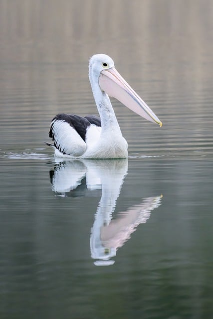 Free download australian pelican pelican bird free picture to be edited with GIMP free online image editor