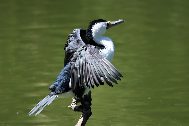 Free download australian pied cormorant drying free picture to be edited with GIMP free online image editor