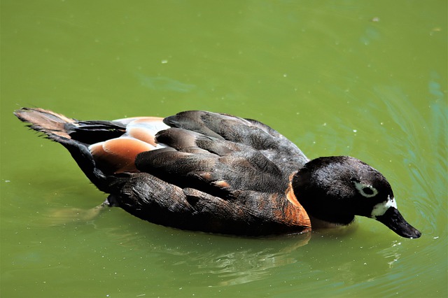 Free download australian shelduck wading water free picture to be edited with GIMP free online image editor