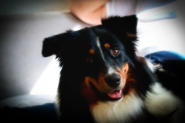 Free graphic australian shepherd dog to be edited by GIMP free image editor by OffiDocs