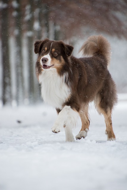 Free download australian shepherd dog snow free picture to be edited with GIMP free online image editor