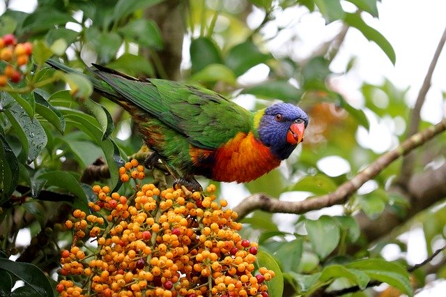 ดาวน์โหลดเทมเพลตรูปภาพฟรี Australia Parrot Animal World เพื่อแก้ไขด้วยโปรแกรมแก้ไขรูปภาพออนไลน์ GIMP