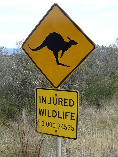 Безкоштовно завантажте Australia Shield Kangaroo — безкоштовну фотографію чи малюнок для редагування в онлайн-редакторі зображень GIMP