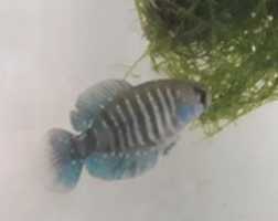 Free download Austrolebias Charrua free photo or picture to be edited with GIMP online image editor