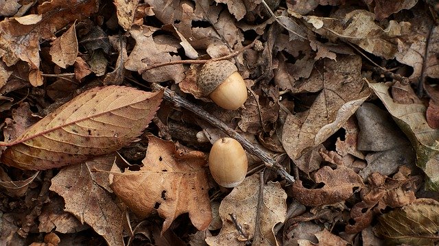 Gratis download Autumn Acorn Nature - gratis foto of afbeelding om te bewerken met GIMP online afbeeldingseditor