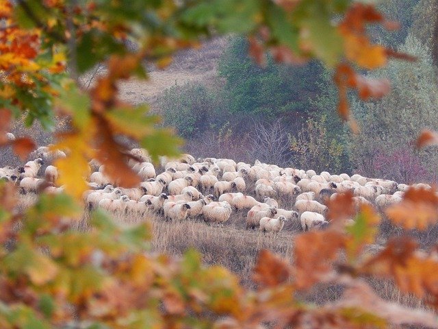 Free download Autumn A Herd Of Sheep -  free photo or picture to be edited with GIMP online image editor
