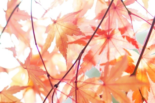 Free download Autumnal Leaves Autumn Leaf The -  free photo or picture to be edited with GIMP online image editor