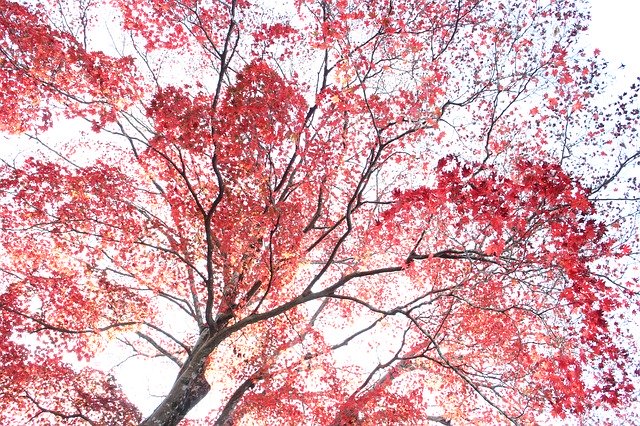 Muat turun percuma Autumnal Leaves Pattern Autumn - foto atau gambar percuma untuk diedit dengan editor imej dalam talian GIMP