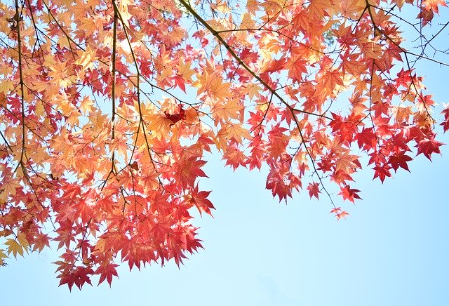 Download gratuito Autumnal Leaves Red Autumn Blue - foto o immagine gratuita da modificare con l'editor di immagini online GIMP