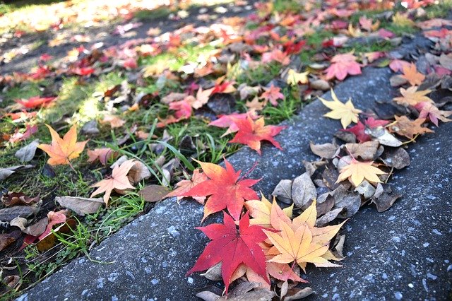 Unduh gratis Autumnal Leaves Red Huang - foto atau gambar gratis untuk diedit dengan editor gambar online GIMP
