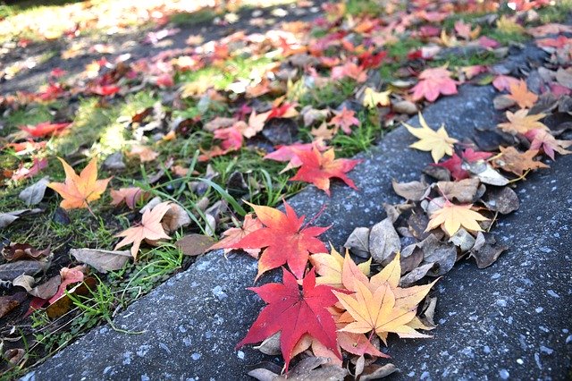 Free download Autumnal Leaves Red Huang -  free photo or picture to be edited with GIMP online image editor