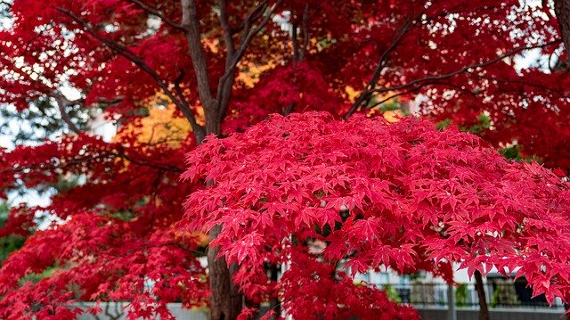 Kostenloser Download Autumnal Leaves Sapporo Nakajima - kostenloses Foto oder Bild zur Bearbeitung mit GIMP Online-Bildbearbeitung