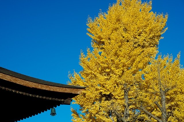 Free download Autumnal Leaves Temple Gingko Tree -  free photo or picture to be edited with GIMP online image editor