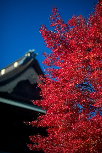 Безкоштовно завантажте Autumnal Leaves Wood Autumn Fall - безкоштовну фотографію або зображення для редагування за допомогою онлайн-редактора зображень GIMP