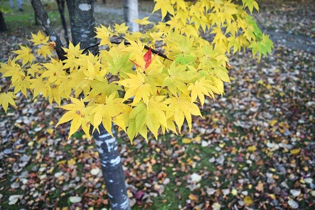 Téléchargement gratuit de feuilles d'automne jaune Kaede - photo ou image gratuite à éditer avec l'éditeur d'images en ligne GIMP