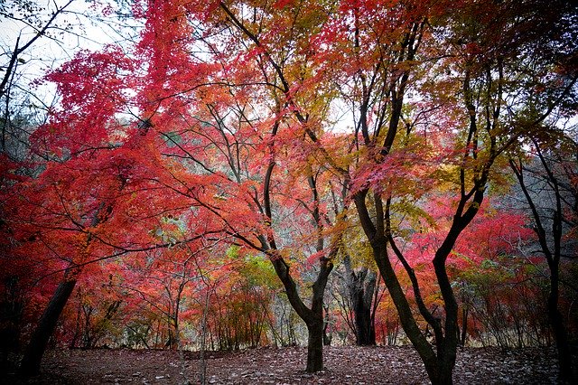 Gratis download Autumnal Tints Red Auttum - gratis gratis foto of afbeelding om te bewerken met GIMP online afbeeldingseditor