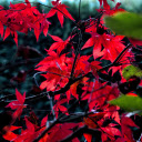 Autumn and red leaves  screen for extension Chrome web store in OffiDocs Chromium