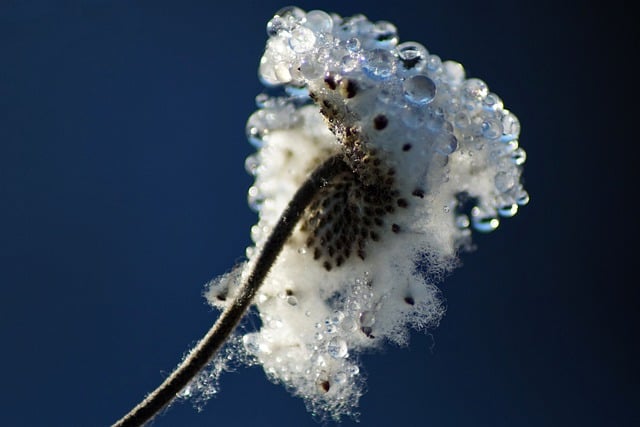 Free download autumn anemone faded dewdrop seeds free picture to be edited with GIMP free online image editor