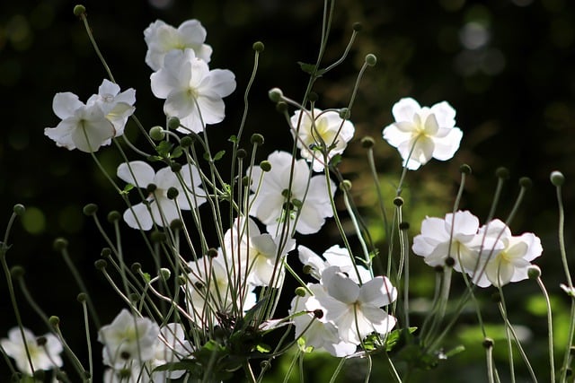 Free download autumn anemones white flowers free picture to be edited with GIMP free online image editor