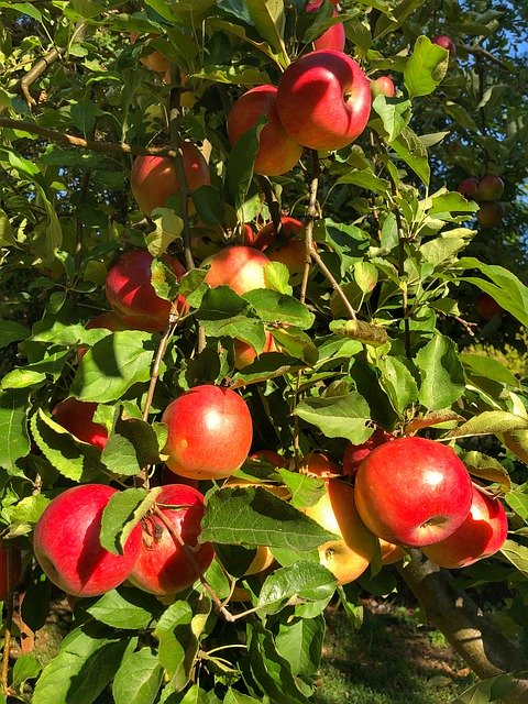 Téléchargement gratuit Autumn Apple Fruit - photo ou image gratuite à éditer avec l'éditeur d'images en ligne GIMP