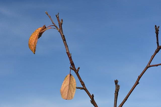 ดาวน์โหลดฟรี Autumn Apple Tree Sheet - ภาพถ่ายหรือรูปภาพฟรีที่จะแก้ไขด้วยโปรแกรมแก้ไขรูปภาพออนไลน์ GIMP