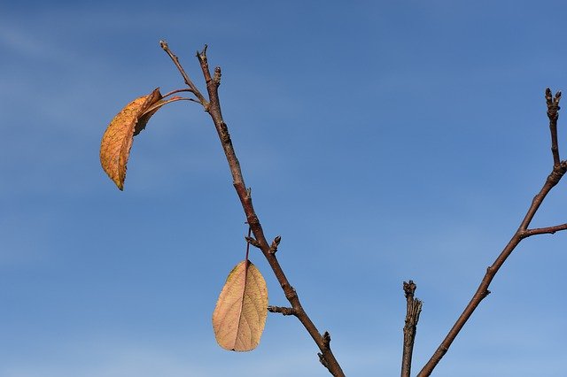 Free download Autumn Apple Tree Sheet -  free photo or picture to be edited with GIMP online image editor