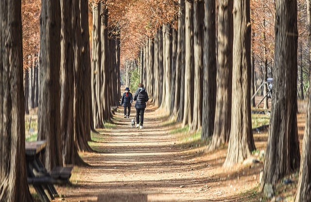 Free download autumn autumn leaves tree forest free picture to be edited with GIMP free online image editor