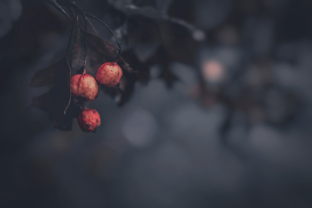 Free download autumn autumn mood berry tree dark free picture to be edited with GIMP free online image editor