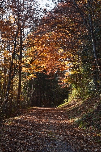 免费下载 Autumn Away Nature - 可使用 GIMP 在线图像编辑器编辑的免费照片或图片